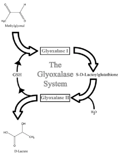 Şekil 6: Glioksalaz enzim sisteminin MG’nin detoksifiye edilmesindeki rolü (37). 