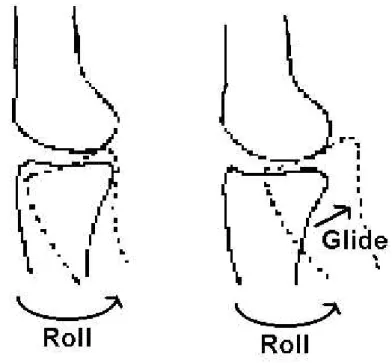 Şekil 9:Dizin ‘femoral roll back’ mekanizması