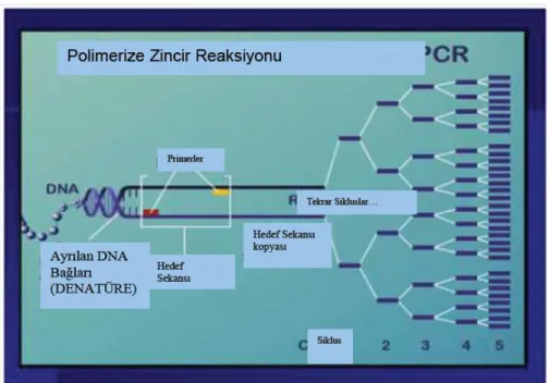 Şekil 1: PCR ile DNA çoğaltılması 