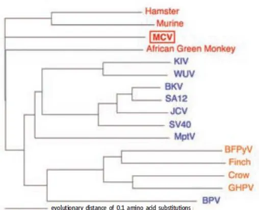 Şekil  1’de  küçük  t  antijeni  dizilerine  dayanılarak  oluşturulmuş  filogenetik  ağaç  gösterilmiştir