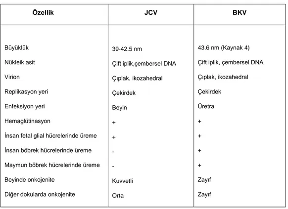 Tablo 1: JC ve BK virusun özellikleri (Kaynak 20)                Özellik  JCV  BKV  Büyüklük  Nükleik asit  Virion   Replikasyon yeri  Enfeksiyon yeri  Hemaglütinasyon 