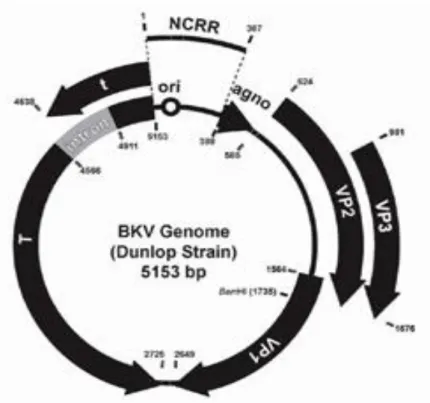Şekil 3: BKV Genom yapısı. (*NCRR=non coding regulatory region)  (36).