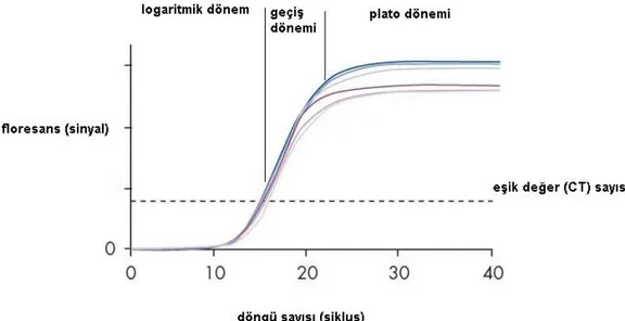 Şekil 4: PZR dinamikleri (Erensoy S. PZR dinamikleri (45) şemasından uyarlanmıştır) 