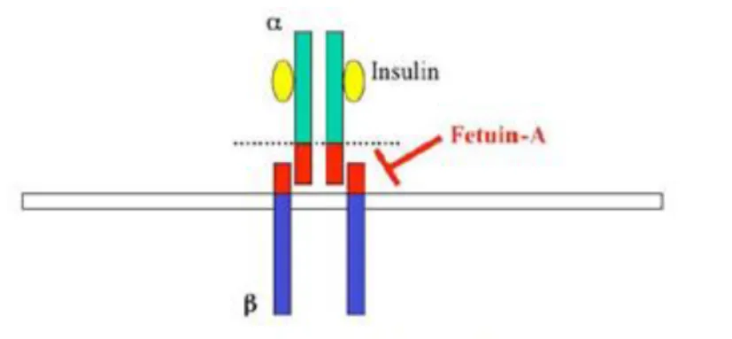 Şekil 5. Fetuin- A ve insülin reseptör inhibisyonu 
