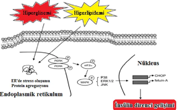 Şekil 6. Endoplasmik retikulumda gelişen stressin fetuin-A ve insülin direncine  etkisi 