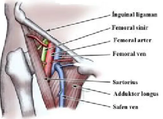 Şekil 3: Femoral Arter Anatomisi 