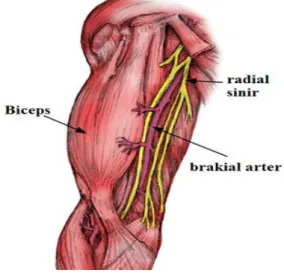Şekil 4: Brakial arter anatomisi 