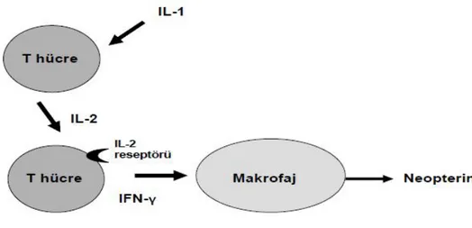 Şekil 1: Neopterin Biyosentezi (1)  