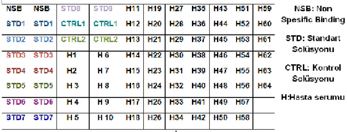 Tablo 2: NSB, Standart solüsyonları, Kontroller ve Serum Örneklerinin  Kuyucuklara Yerleşimi