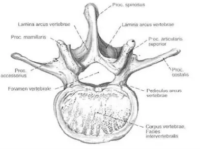 Şekil 2: Lomber vertebranın tipik görünümü 