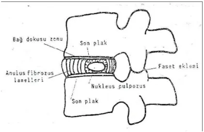 Şekil 4: İntervertebral diskin konumu 