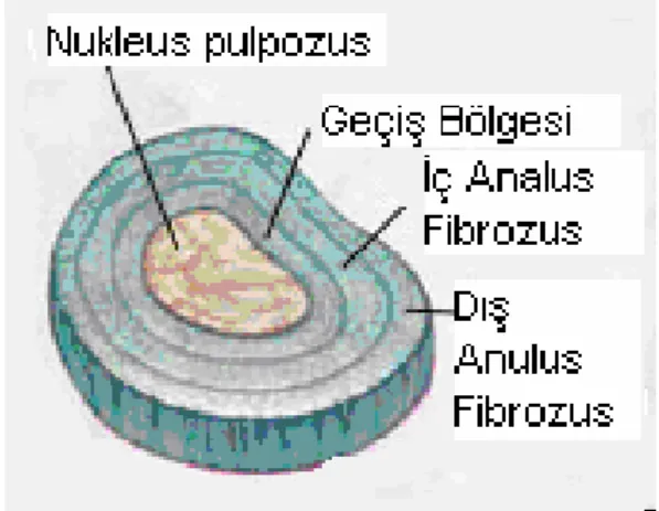 Şekil 5: İntervertebral diskin enine kesiti 