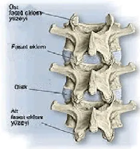 Şekil 6: Faset eklem 