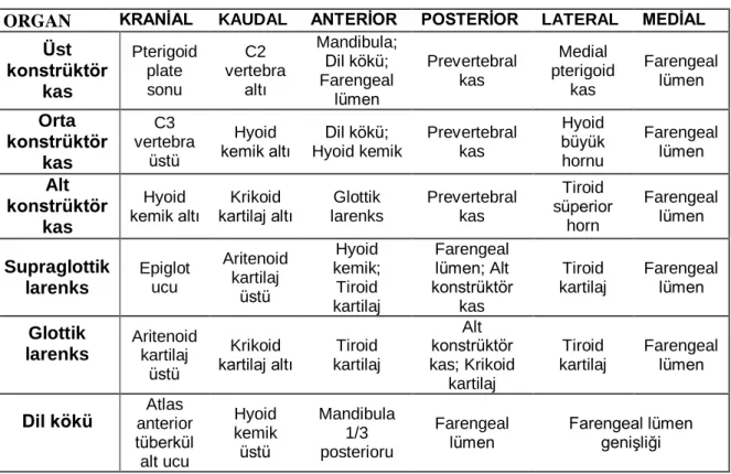 Tablo 2:  Riskli organların anatomik sınırları