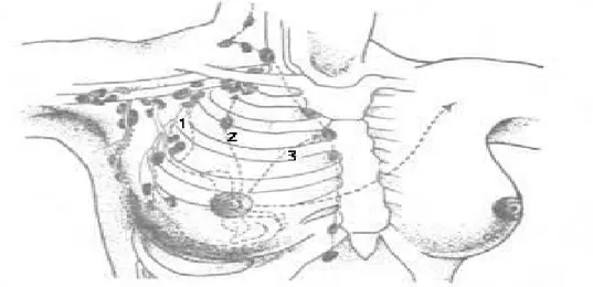 Şekil 4. Memenin bölgesel lenf bezleri 