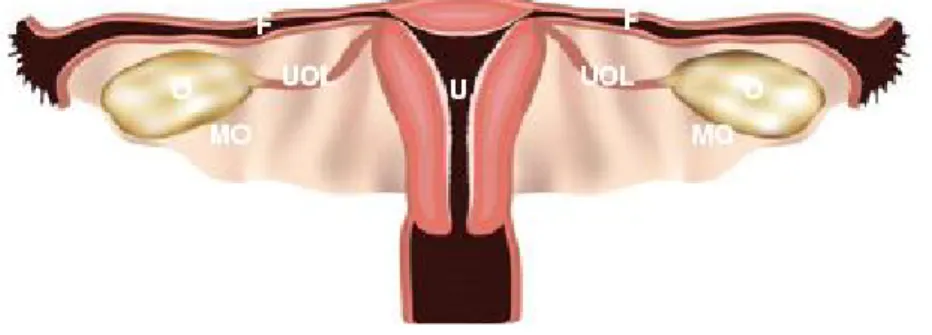 Şekil  1:  Uterus  ve  overlerin  anatomik  pozisyonu;  U:uterus,  O:over,  F:fallop  tüpü, MO:mezoovaryum, UOL:uterooveryan ligament 
