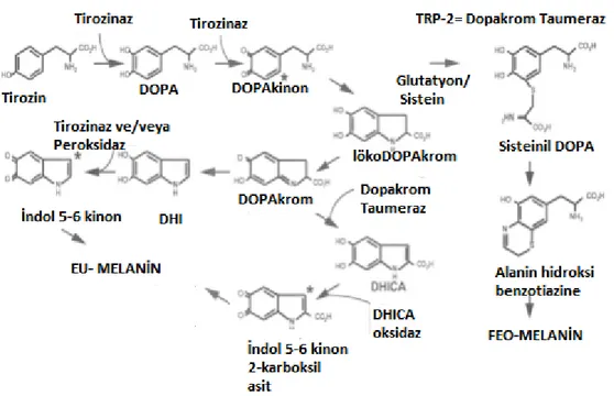 Şekil 4: Melanin  Biyosentezi (Tyrosinase related protein 1 (TRP1) functions  as a DHICA oxidase in melanin biosynthesis