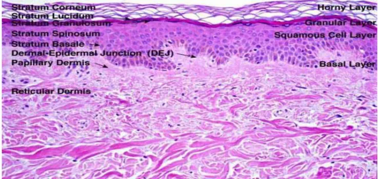 Şekil 6: Epidermis ve dermisin tabakaları ( Histology for pathologists, Stacey  E. Mills, Fourth Edition) 