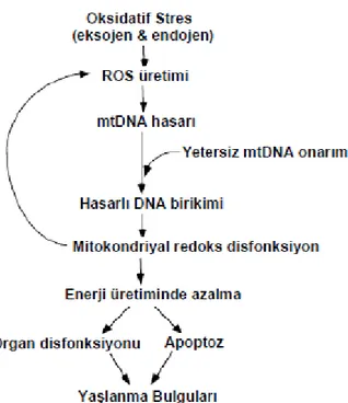 Şekil  9: Mitokondriyel reaktif oksijen metabolitleri,oksidatif mitokondriyel DNA  hasarı ve yaşlanma etkisi (37) 
