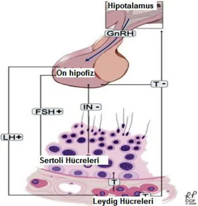 Şekil  1:  Hipotolamo-hipofizer-testiküler  aks.  Hipotalamustan  salgılanan  GnRH  hipofizden  LH  ve  FSH  salgılanmasını  sağlamaktadır