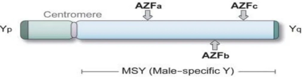 Şekil  2:  Azospermi  faktör  (AZF)  bölge  ile  Y  kromozomu.  (Campbell-Walsh  Urology, 10