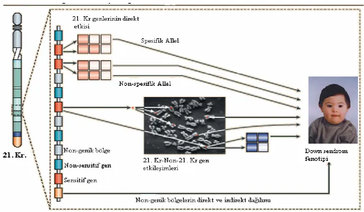 Şekil 1. Down sendromunda fenotipik değişkenliği açıklayan hipotez 