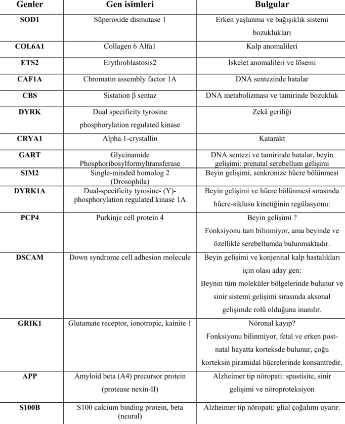 Tablo I. Down sendromu gelişiminde yer aldığı tahmin edilen genler 