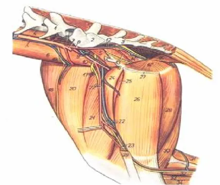 Şekil 4. Tavşanda lumbosakral bölge anatomisi (38) 