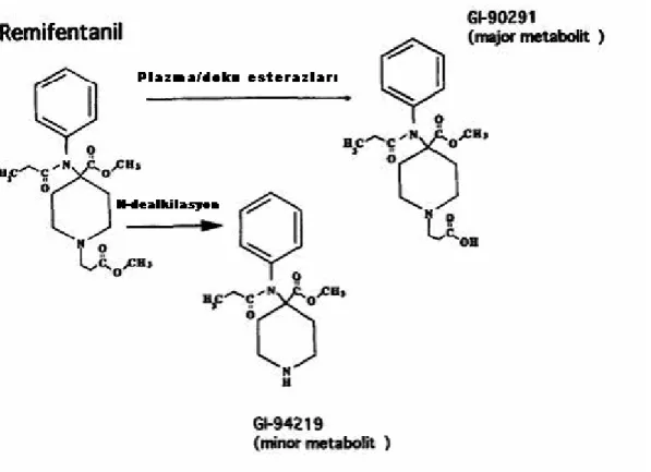 Şekil 2: Remifentanil ve metabolitleri (79) 