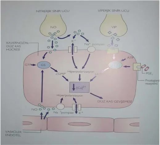 Şekil 6: NO-cGMP yolağı aracılı korpus kavernozum düz kas gevşemesi  