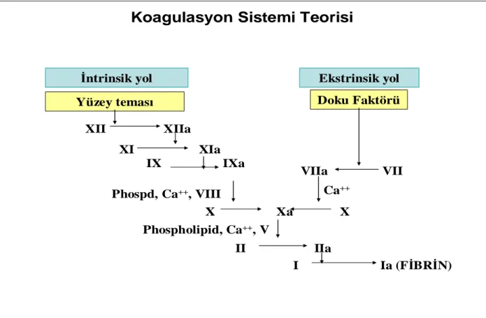 Şekil 1.  Koagülasyon ve fibrinolitik sistem 