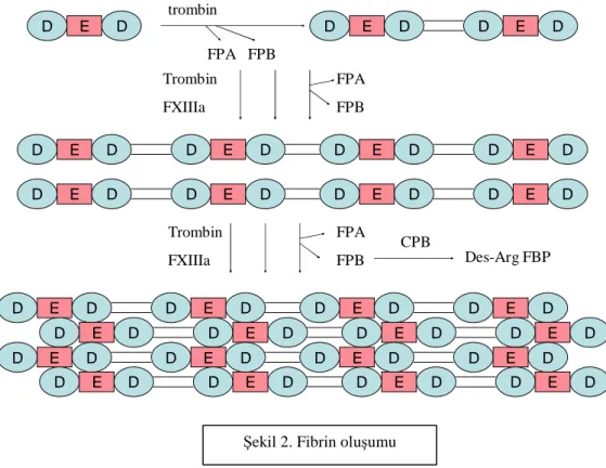 Şekil 2. Fibrin oluşumu 