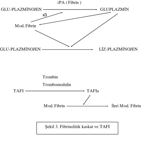 Şekil 3. Fibrinolitik kaskat ve TAFI 