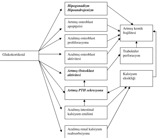 Şekil  1.  Glukokortikoide  bağlı  osteoporoz  patofizyolojisi  [168].  (Koyu  ve  italik 