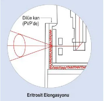 Şekil 2.4.1.1.1. Eritrosit elongasyonu ölçümünü gösteren şematik çizim. 