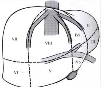 Şekil 1: Karaciğerin segmental anatomisi 