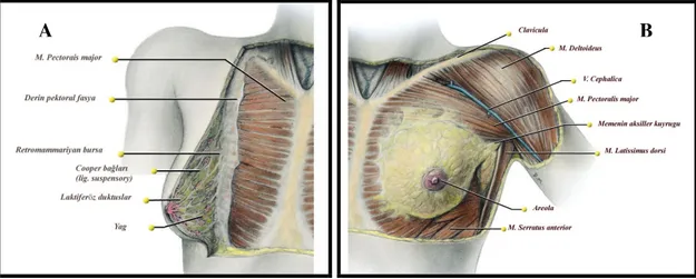 Şekil 1.(A) Kraniokadal diseksiyonda normal sağ meme anatomisi.  