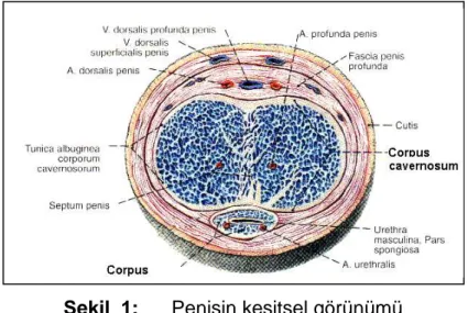 Şekil  1:      Penisin kesitsel görünümü 