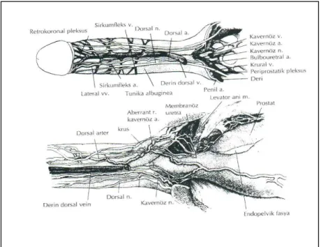 Şekil  3: Penisin arteriyel ve venöz sistemi 