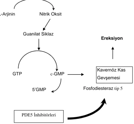 Şekil  4: Siklik GMP sentezi ve PDE5 inhibitörlerinin etki mekanizması 