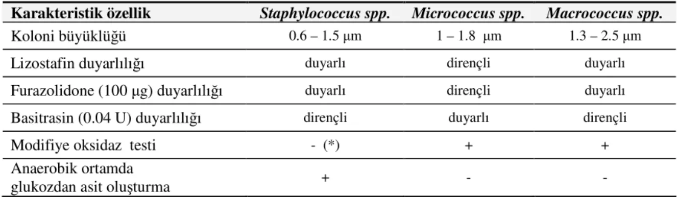 Tablo 3: Staphylococcus, Micrococcus ve Macrococcus türlerinin fenotipik özellikleri [1, 8]  Karakteristik özellik  Staphylococcus spp
