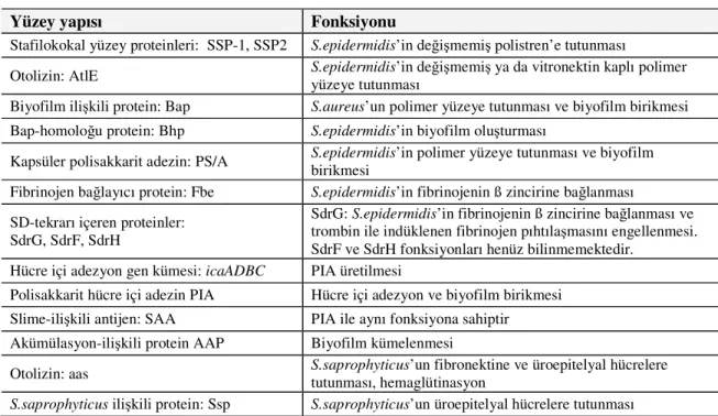 Tablo 7: Stafilokokların yüzey proteinleri ve fonksiyonları [31] 