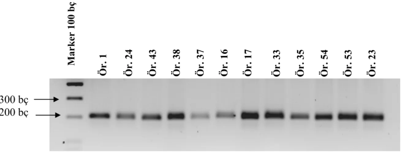 Şekil 4.3. PCR ürünlerinin %2’lik agaroz jeldeki görüntüsü. PCR ürünlerinin büyüklüğü 205  bç’dir.(Marker; Mass Ruler DNA Ladder Low Range, Fermentas SM0383’tür.) 