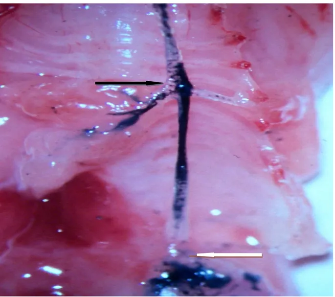 Şekil  1:  Tip  C  özefagus  atrezili  rat  fetüsünde  trakeoözefageal  fistül  (TÖF)  (siyah  ok),  ve 