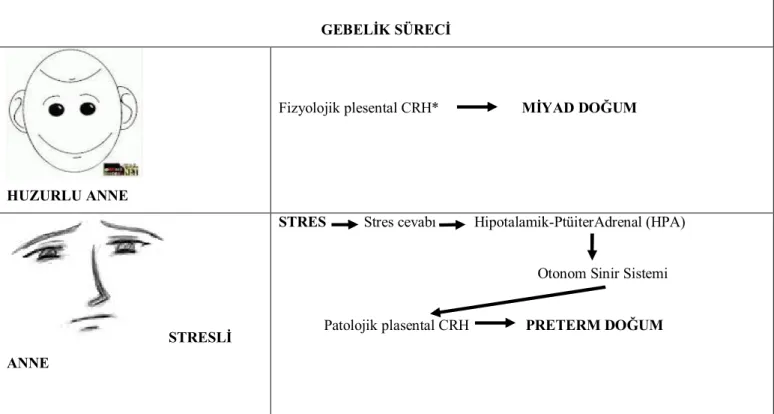 Şekil 2: Kronik Stresin Doğum Zamanına Etkisini Gösteren Biyo-Davranışsal Pathway.  *CRH = corticotrophin-releasing hormone 