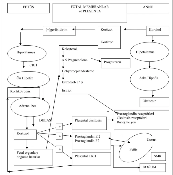 Şekil 3: Termde Bir Doğumda Mekanizma.  CRH = Corticotropin-Releasing Hormon;  DHEAS = Dehydroepiandrosterone Sulfate;  SMR = Spontan Memran Rüptürü