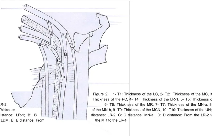 Figure 2.   1- T1: Thickness of the LC, 2- T2:  Thickness of the MC, 3- T3: Thickness of the PC, 4- T4: Thickness of the LR-1, 5- T5: Thickness of the LR-2, 6-  T6: Thickness of the MR,  7-  T7: Thickness of the MN-a,  8-  T8: Thickness of the MN-b, 9- T9: