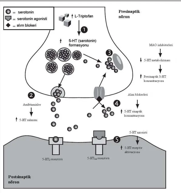 Şekil I. Serotonin sendromunun mekanizması