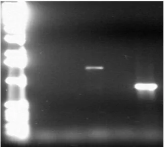 Şekil  3.         HisMax-STAMP1  ve  HisMax-STAMP2  stabil  hücre  kontrolü  için  yapılan  konvansiyonel  PCR  ile  STAMP  gen   ampli-fikasyonlarını gösteren agaroz jel 