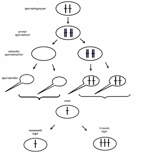 Şekil 2.    Mayoz bölünme sırasında kromozomların anormal da ğ ılımı sayısal kromozom anomalilerine neden olabilir 